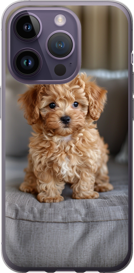Mini-maltipoo
