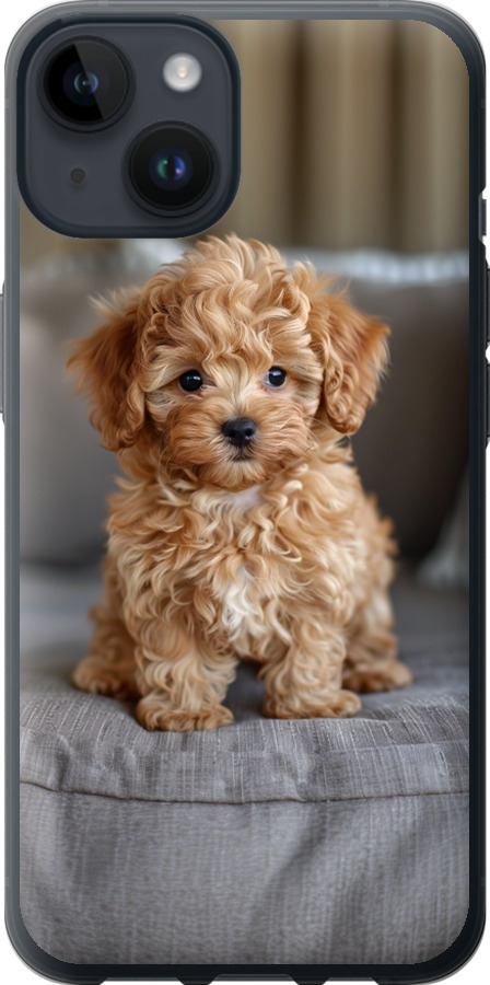 Mini-maltipoo