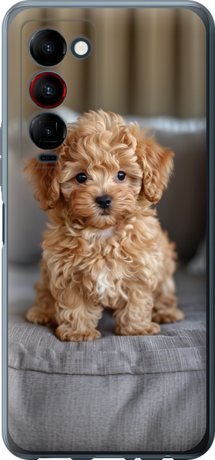Mini-maltipoo