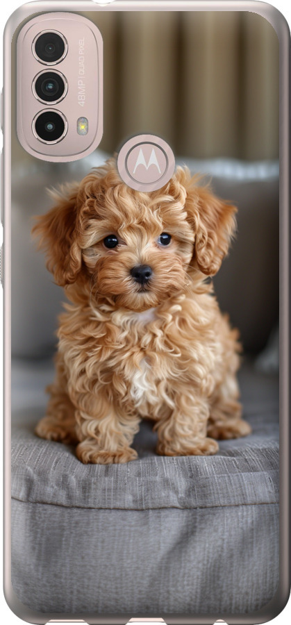 Mini-maltipoo