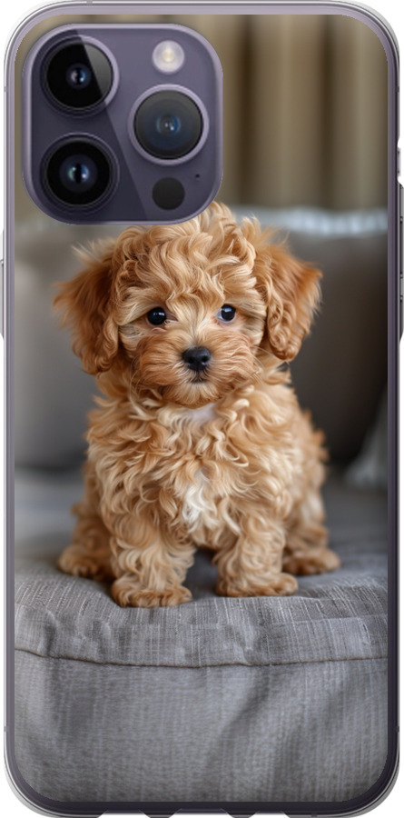 Mini-maltipoo
