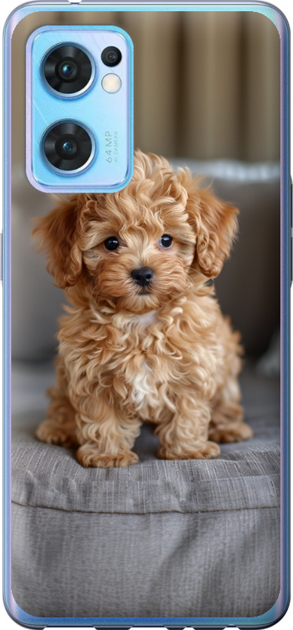 Mini-maltipoo