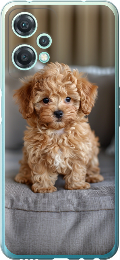 Mini-maltipoo