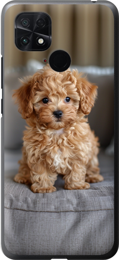Mini-maltipoo