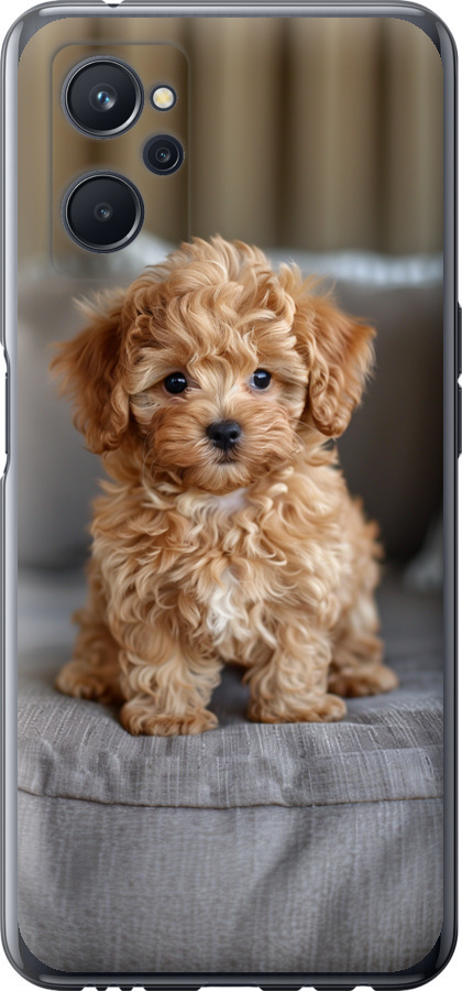 Mini-maltipoo