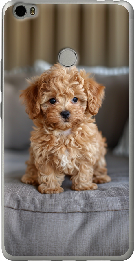 Mini-maltipoo