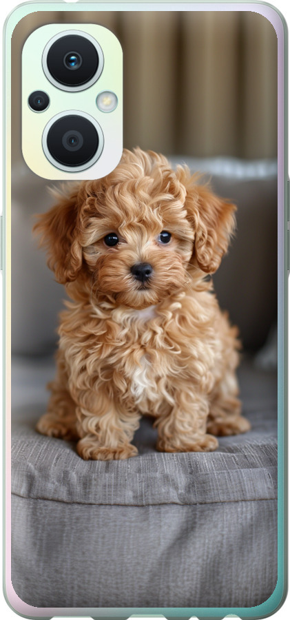 Mini-maltipoo