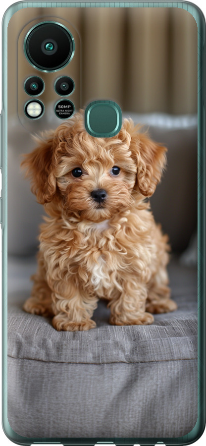 Mini-maltipoo