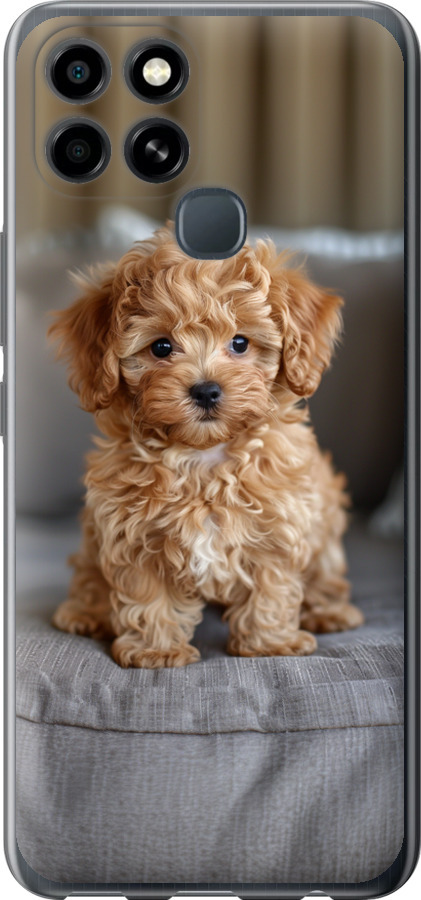 Mini-maltipoo
