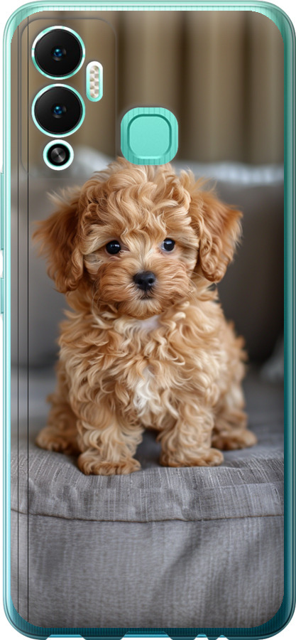 Mini-maltipoo