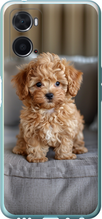 Mini-maltipoo