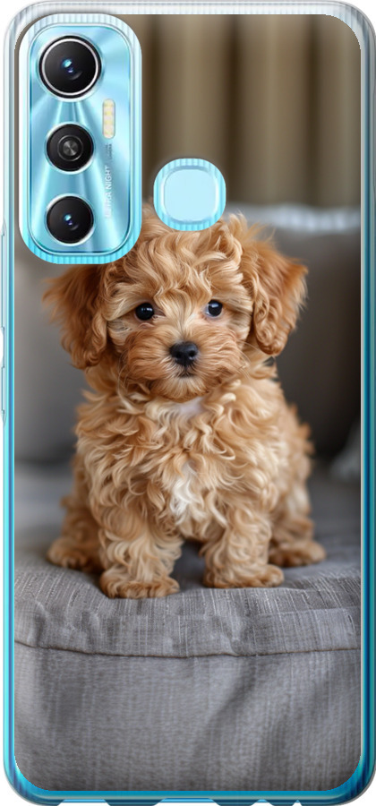 Mini-maltipoo