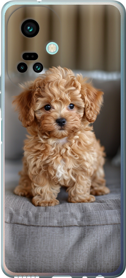 Mini-maltipoo