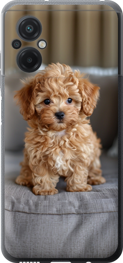 Mini-maltipoo