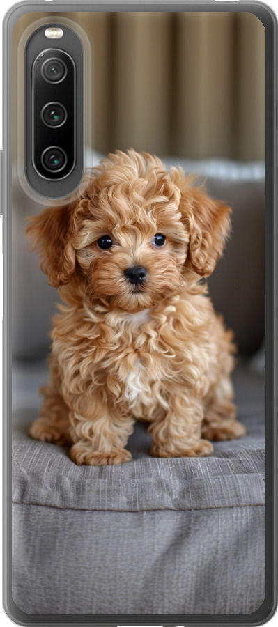 Mini-maltipoo