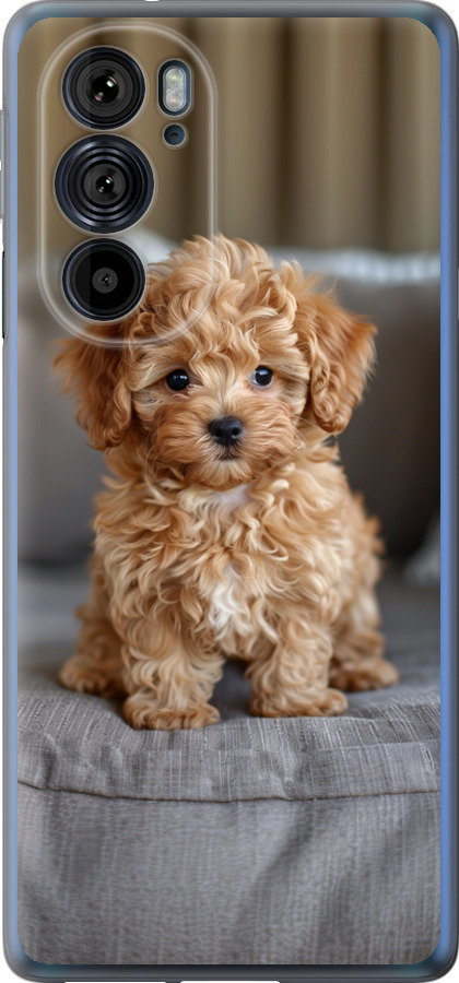 Mini-maltipoo