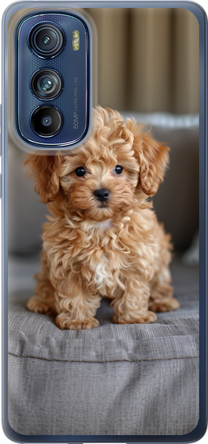 Mini-maltipoo