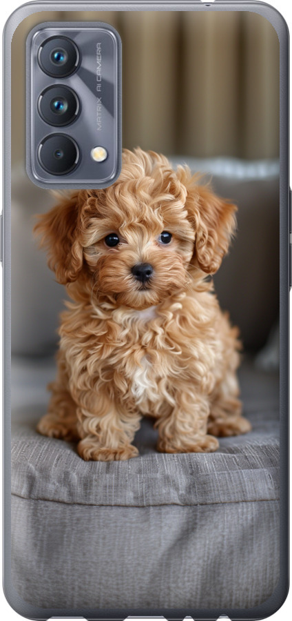 Mini-maltipoo