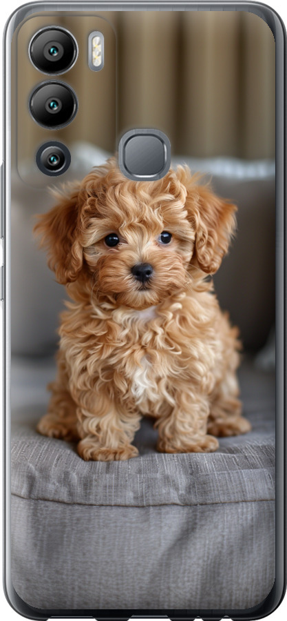 Mini-maltipoo