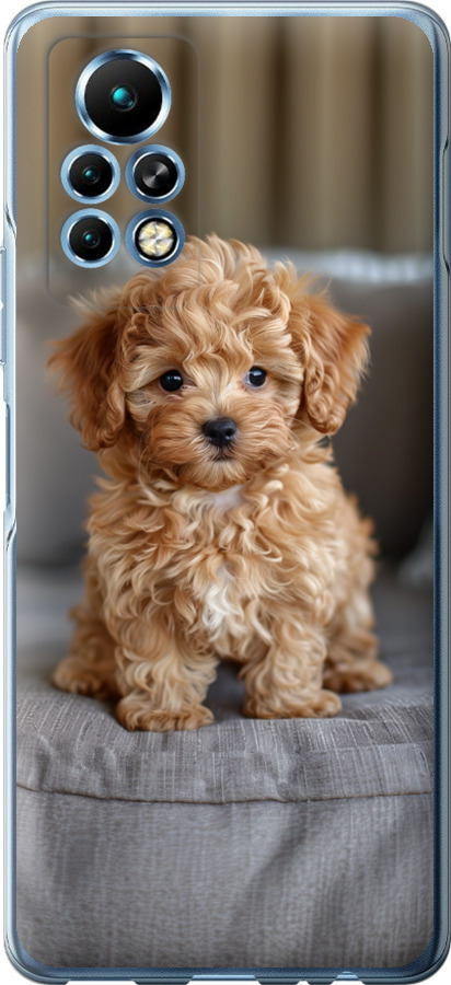 Mini-maltipoo