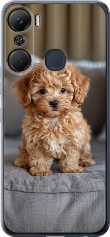 Mini-maltipoo