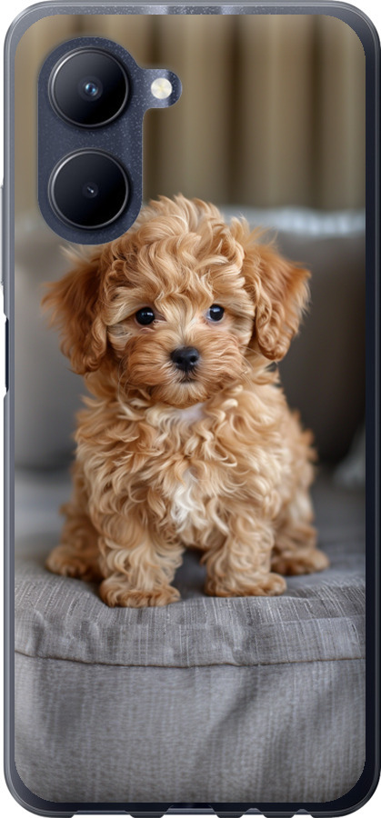 Mini-maltipoo