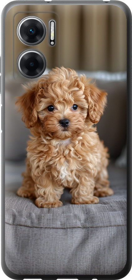 Mini-maltipoo