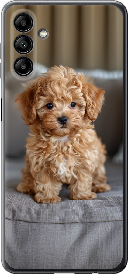 Mini-maltipoo