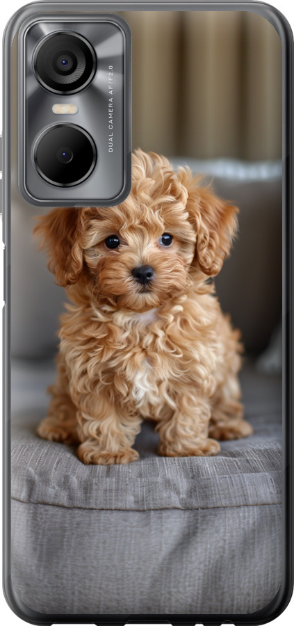 Mini-maltipoo
