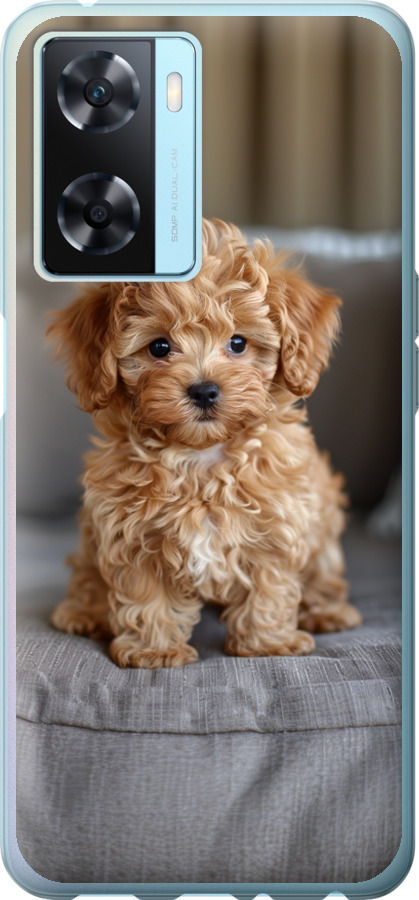 Mini-maltipoo