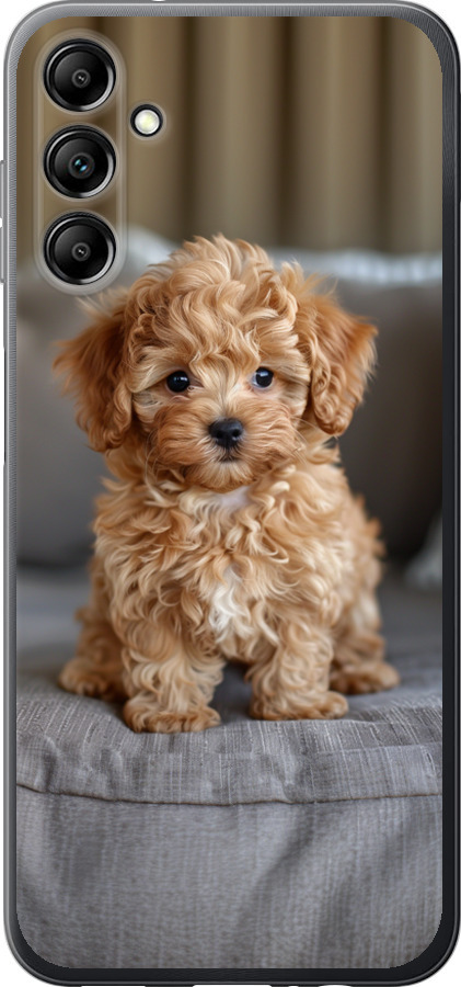 Mini-maltipoo