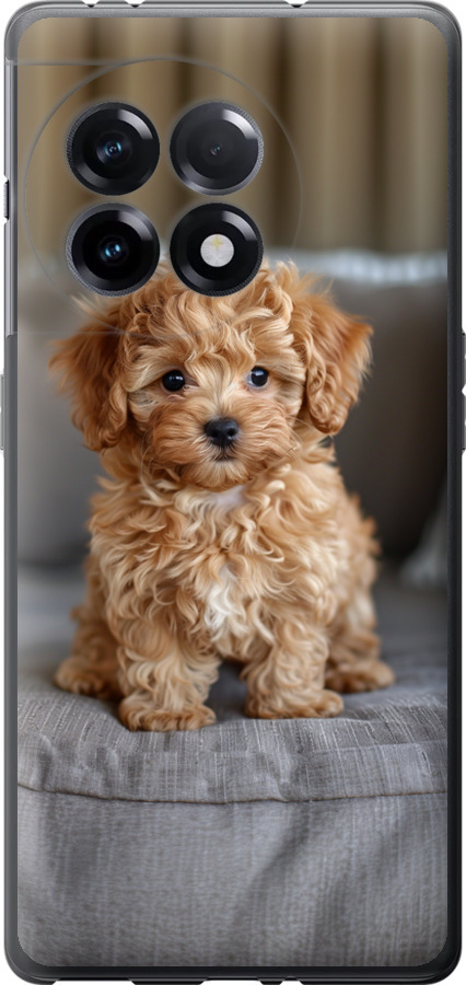 Mini-maltipoo