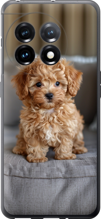 Mini-maltipoo