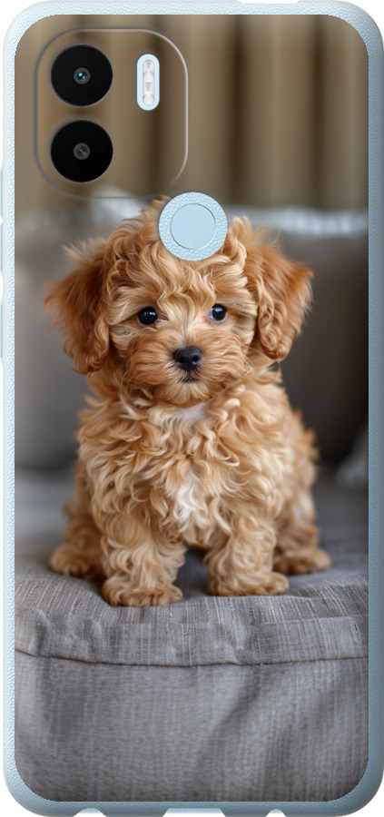 Mini-maltipoo