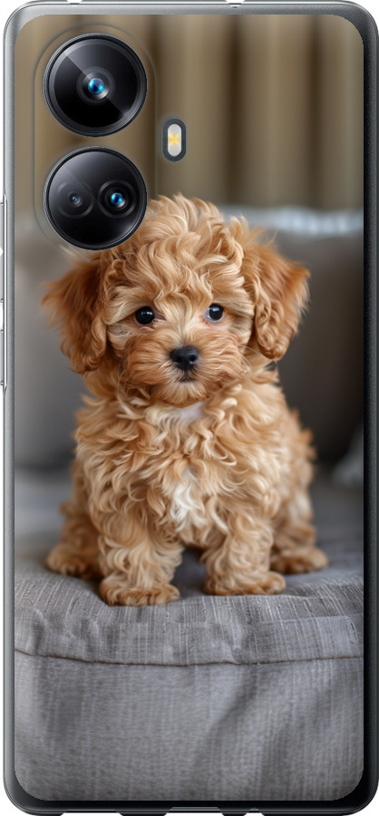 Mini-maltipoo