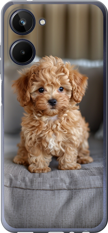 Mini-maltipoo