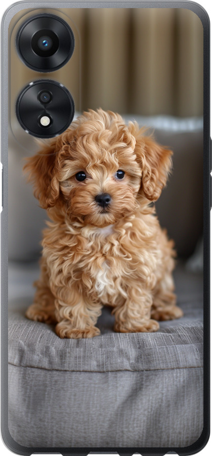 Mini-maltipoo