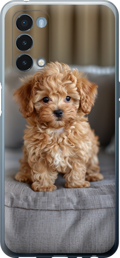 Mini-maltipoo