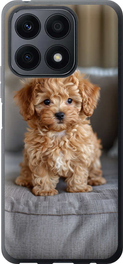 Mini-maltipoo