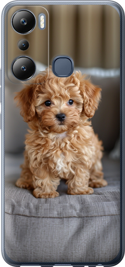 Mini-maltipoo