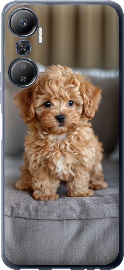 Mini-maltipoo