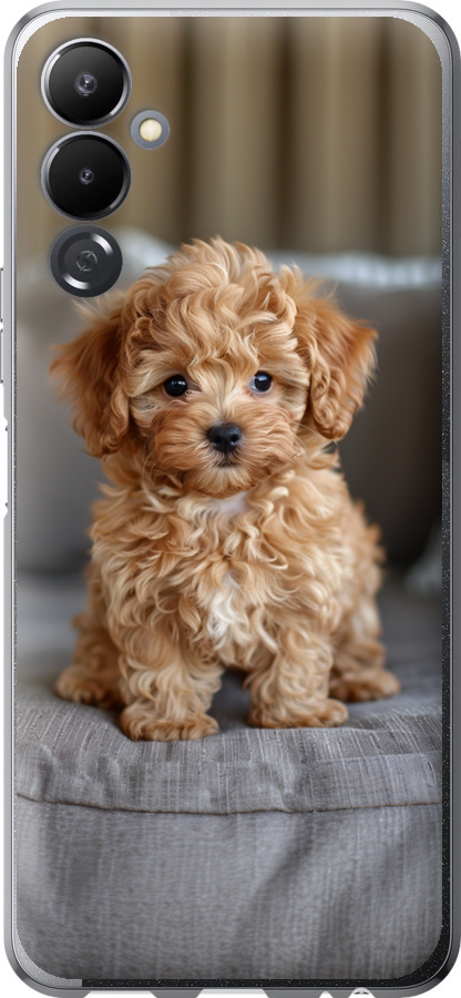 Mini-maltipoo