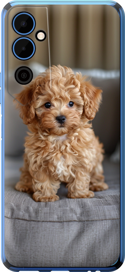 Mini-maltipoo