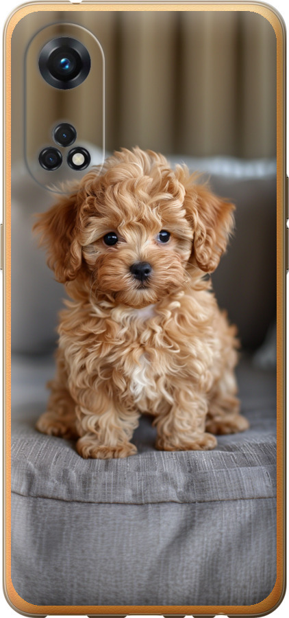 Mini-maltipoo