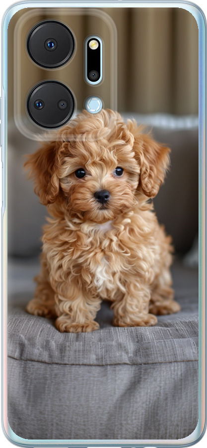 Mini-maltipoo