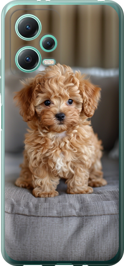 Mini-maltipoo