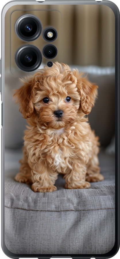 Mini-maltipoo
