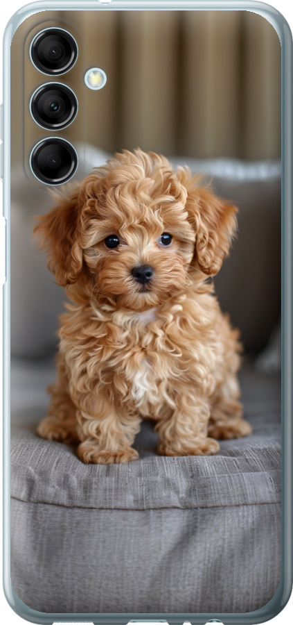 Mini-maltipoo