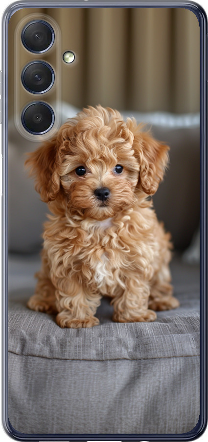 Mini-maltipoo