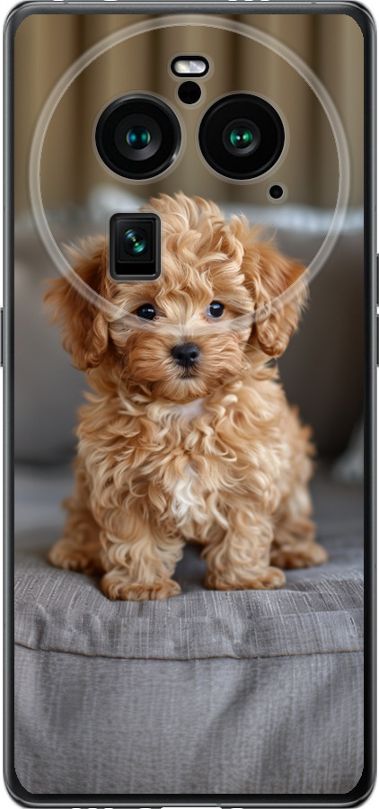 Mini-maltipoo